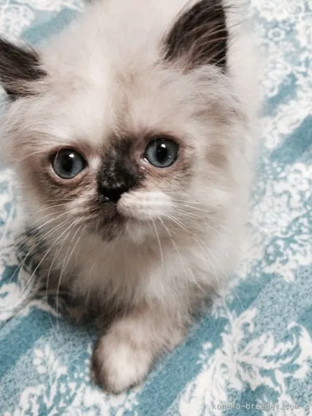 ID:1508-00207の子猫