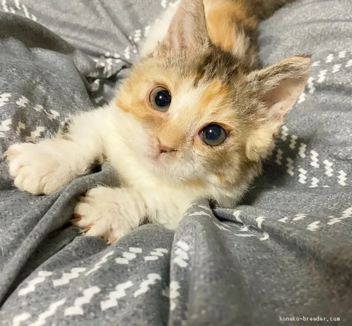ID:2103-00473の子猫