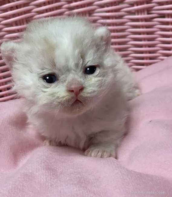 ID:2005-02130の子猫