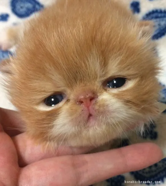 ID：1604-00001の子猫