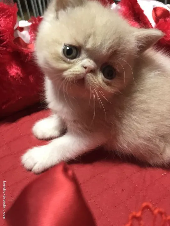 ブルーベリージャム 様のお迎えした子猫