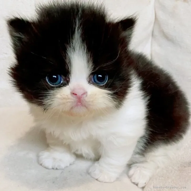 ID：2306-01782の子猫