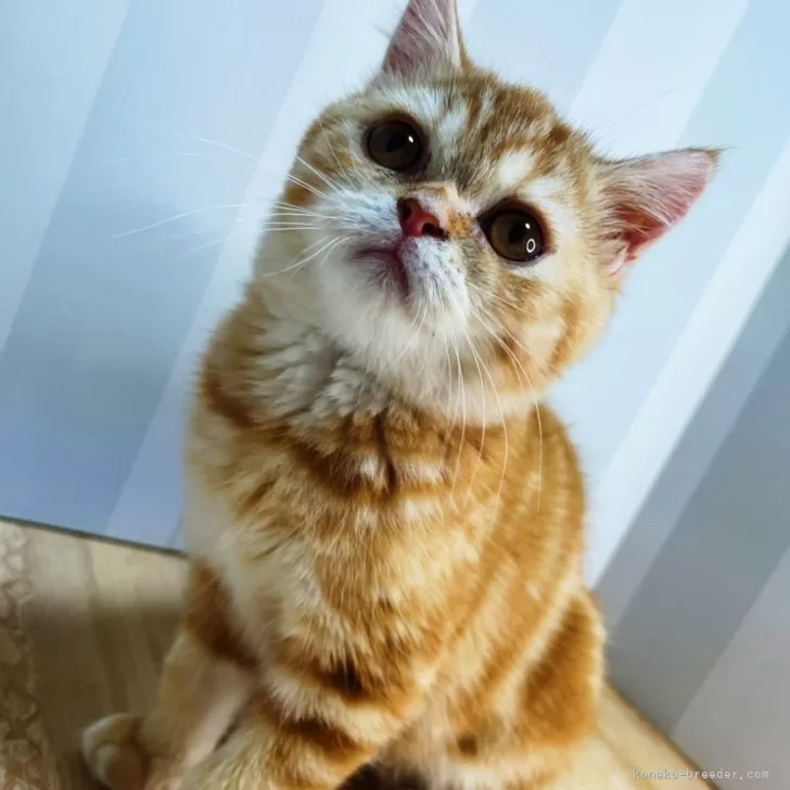 ダニエル 様のお迎えした子猫
