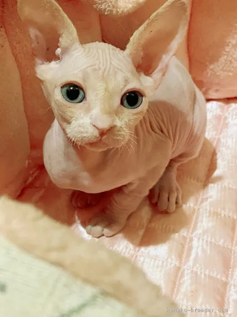 ID:2111-01526の子猫