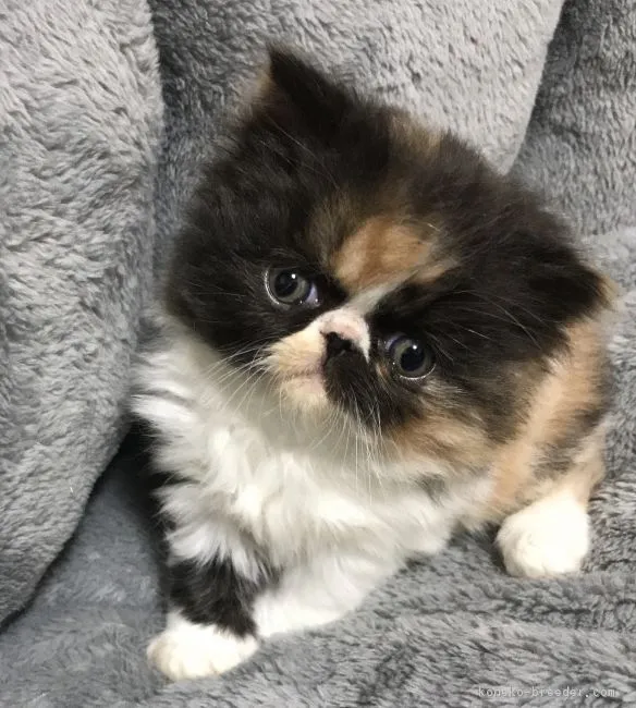 ID：1711-01099の子猫