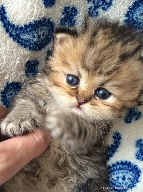 ID：1605-00211の子猫