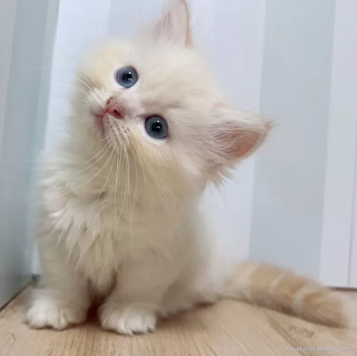 ID:2408-00385の子猫