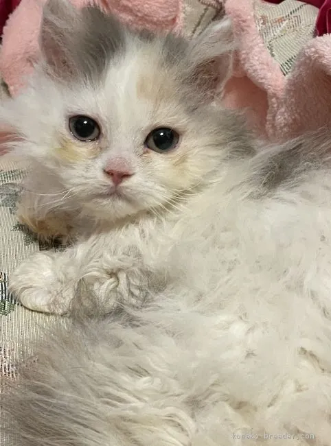 ID:2011-02035の子猫
