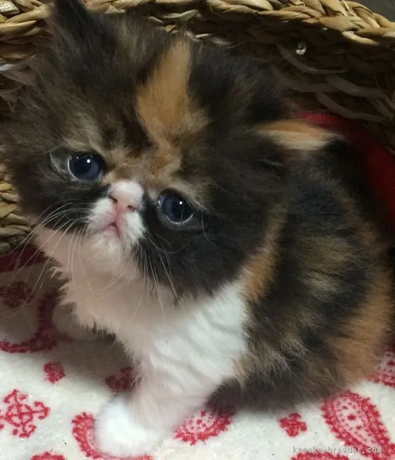 ID:1610-00774の子猫