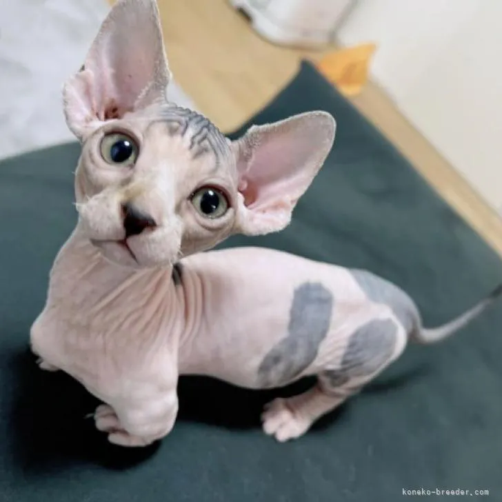 ID：2209-02216の子猫