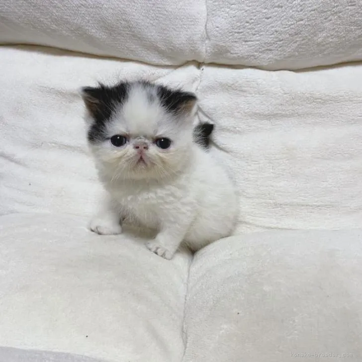 ID：2210-00430の子猫