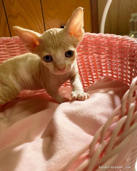 ID:2006-00841の子猫