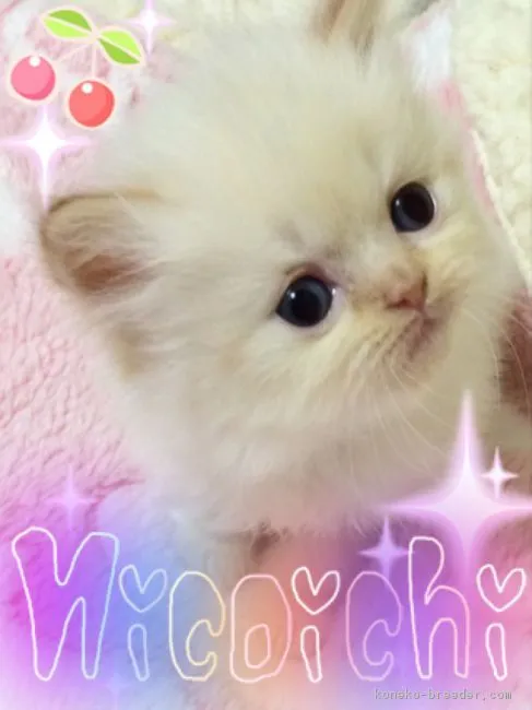 ID：1604-00456の子猫