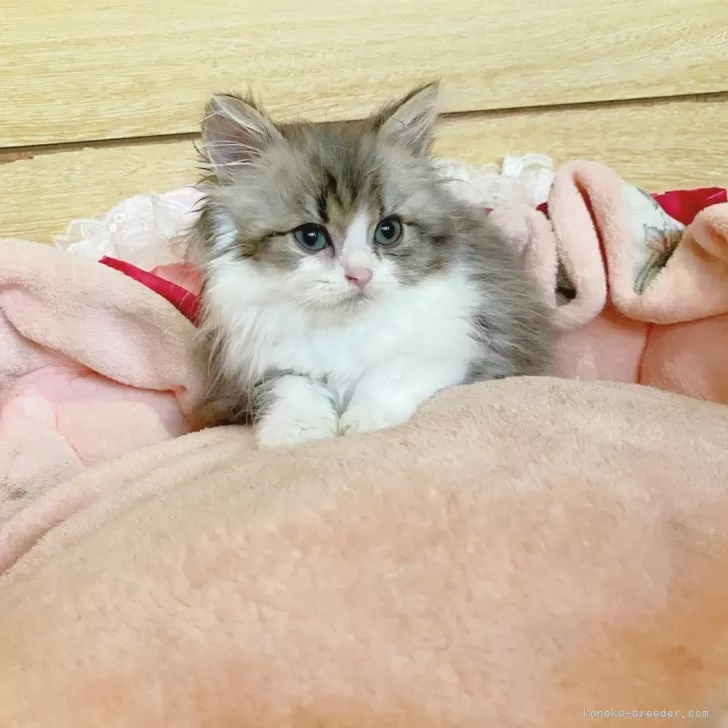 M.K 様のお迎えした子猫