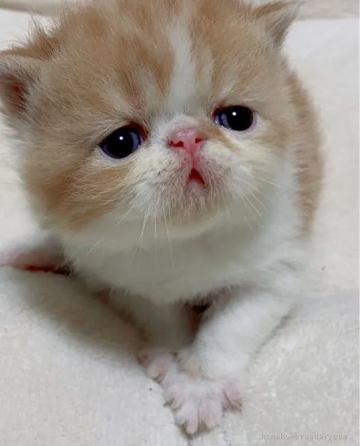 ID：2204-02769の子猫