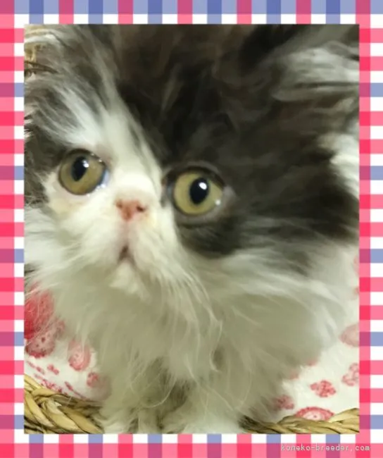 ID：1611-00613の子猫