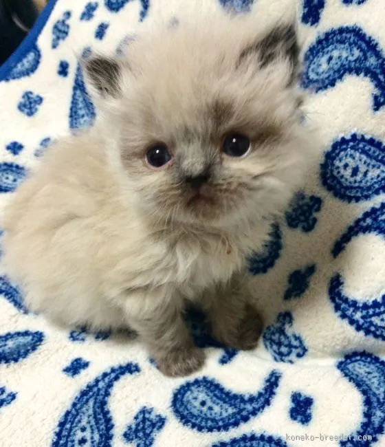 ID:1512-00260の子猫
