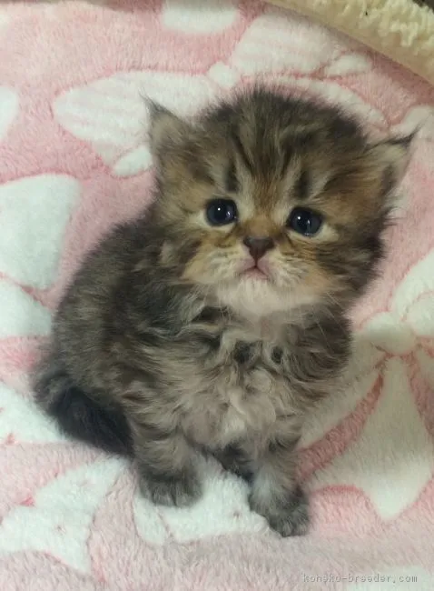 ID：1608-00422の子猫