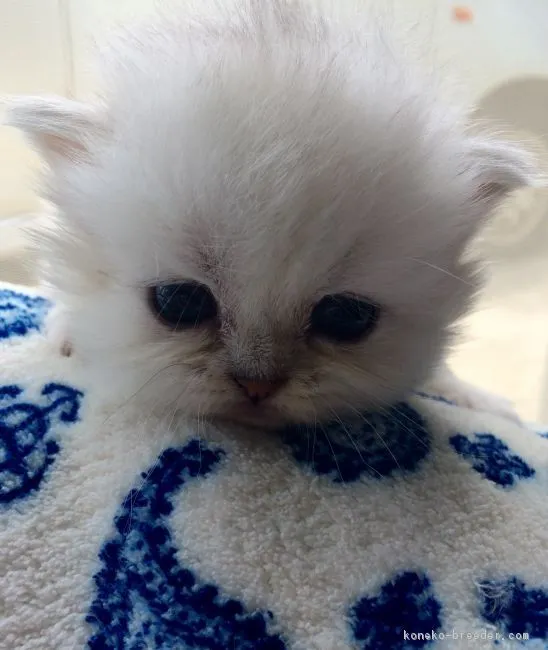 ID：1605-00213の子猫