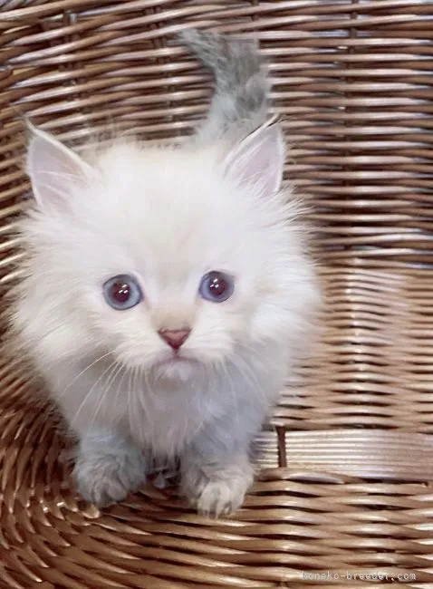 K.S 様のお迎えした子猫