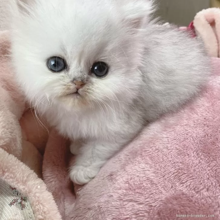 ID:2401-02634の子猫