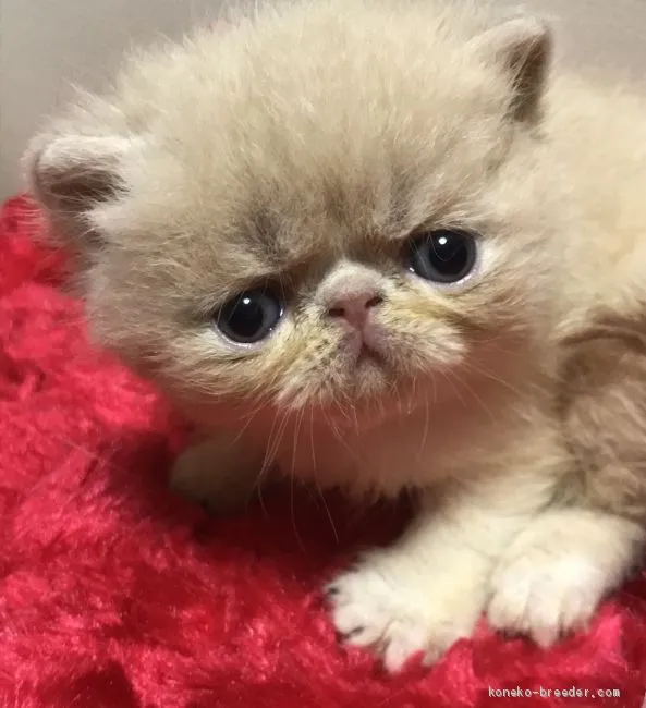 ID：1908-00998の子猫