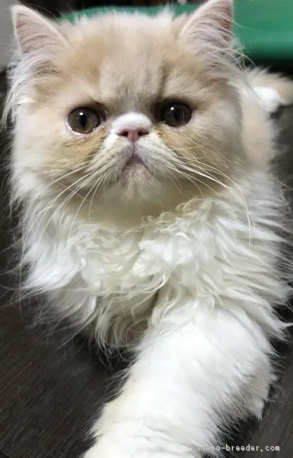 ID：1708-00058の子猫
