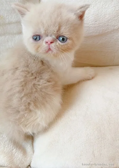 ID:2207-02466の子猫