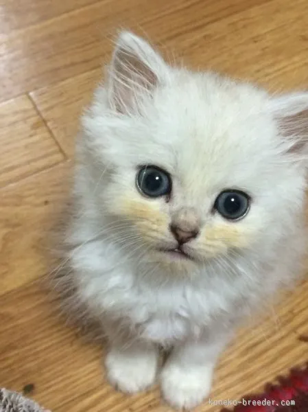 ID：1507-00048の子猫