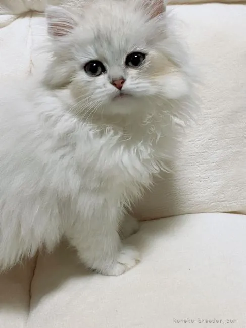 ID：2202-01133の子猫