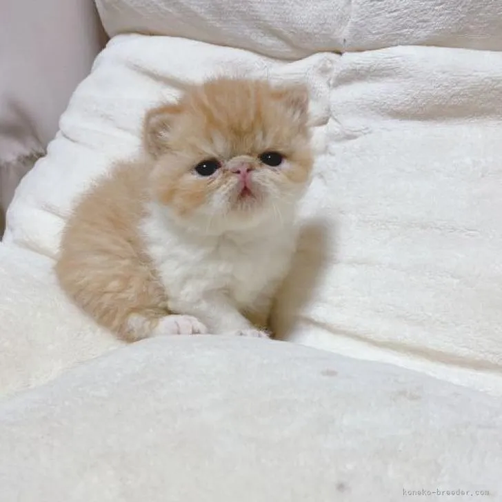 ID:2210-00426の子猫