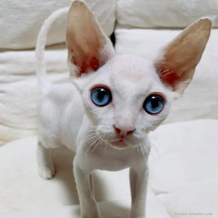 ID:2210-01256の子猫