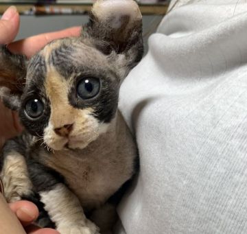 エルフキャット【千葉県・女の子・2019年6月1日・キャリコ】の写真「国内では珍しい猫ちゃんです💓」