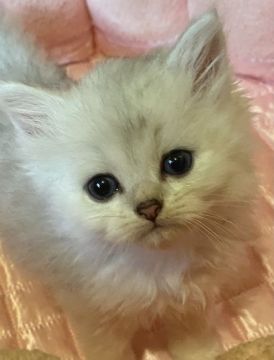 ペルシャ(チンチラ)【千葉県・男の子・2021年6月20日・チンチラシルバー】の写真「癒し系なぼく♡」