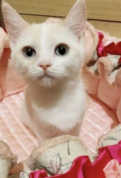 マンチカン(長足)【千葉県・男の子・2021年8月25日・レッドポイントバイカラー（ショート）】の写真「ブルーアイのイケメンくん♡」