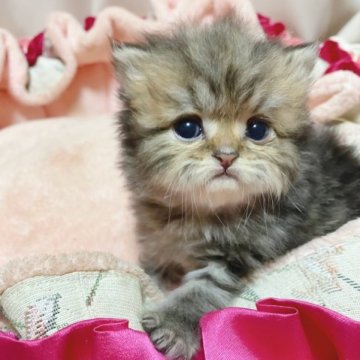 ペルシャ(チンチラ)【千葉県・男の子・2023年9月28日・チンチラゴールデン】の写真「陽気なイケメンくん♡」
