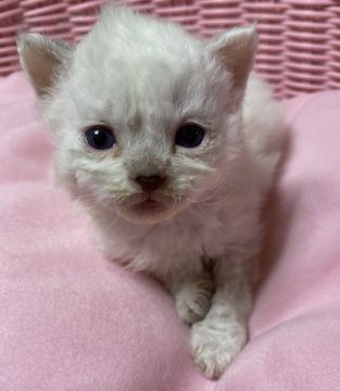 ラムキン【千葉県・男の子・2020年5月3日・シールポイントバイカラー（巻き毛）】の写真「巻き毛の足長くん♡」