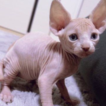 バンビーノ【千葉県・男の子・2023年2月8日・クリーム&ホワイト】の写真「可愛い足長くんです♡」