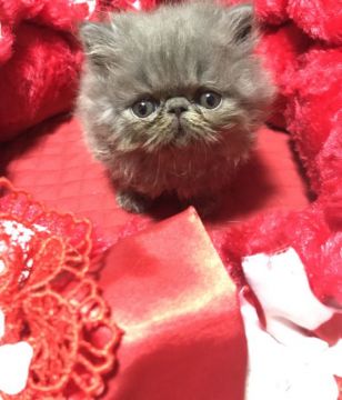 エキゾチックショートヘア【千葉県・男の子・2019年3月20日・ブルー（ロング）】の写真「タレ目くん💓」