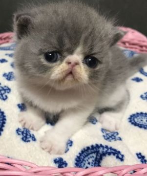 エキゾチックショートヘア【千葉県・男の子・2018年4月24日・ブルー&ホワイト（ショート）】の写真「可愛すぎてメロメロです💗」