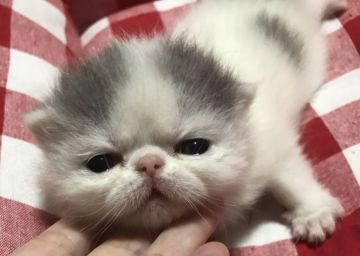 エキゾチックショートヘア【千葉県・男の子・2017年3月23日・ブルー&ホワイト（ショート）】の写真「ムチムチボディの可愛い子です」