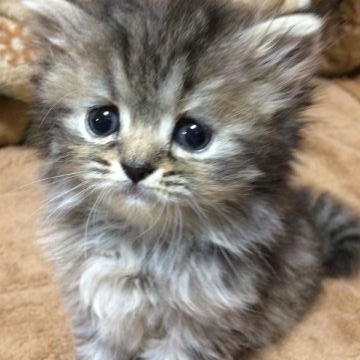 ペルシャ【千葉県・女の子・2015年5月10日・ブラウンパッチドタビー】の写真「ヨチヨチと 産箱から出て歩きまわるようになりました」