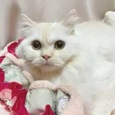 ミヌエット(長足)【千葉県・男の子・2022年12月27日・カメオタビー】の写真1