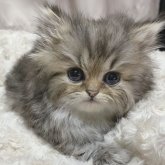 ペルシャ(チンチラ)