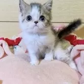 エキゾチックショートヘア【千葉県・男の子・2024年8月30日・ブラウンタビー&ホワイト】の写真1