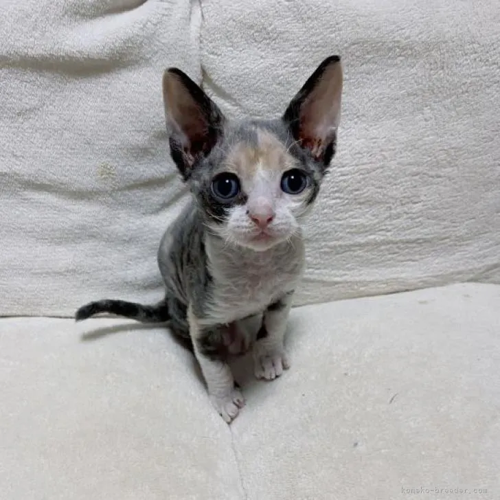 ID:2212-00295の子猫
