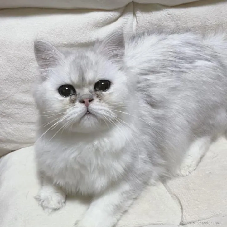 ID：2208-00170の子猫