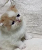 エキゾチックショートヘア【千葉県・女の子・2022年4月6日・レッドタビー&ホワイト】の写真2