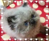 ヒマラヤン【千葉県・男の子・2016年3月18日・シールポイント】の写真2