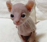 ドウェルフ【千葉県・男の子・2021年11月13日・レッド&ホワイト】の写真2